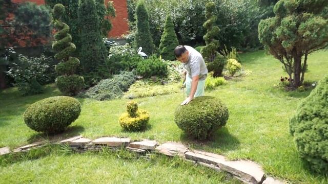 Стрижка ели голубой ели европейской! Зонированние сада! смотреть онлайн