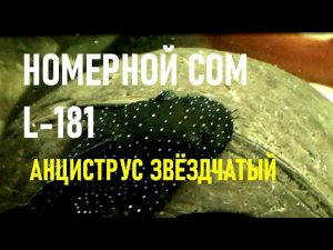 АНЦИСТРУС ЗВЁЗДЧАТЫЙ L 181 | НОМЕРНОЙ СОМ | НАШ ЛЁНЯ