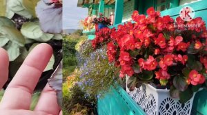 ?Обзор комнатных растений/Часть 6 последняя?