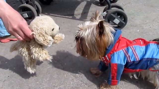 йорк играет с мягкой собачкой York playing with soft dog смотреть онлайн