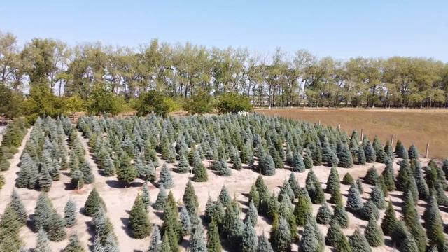 Ялинка колюча Glauka K смотреть онлайн