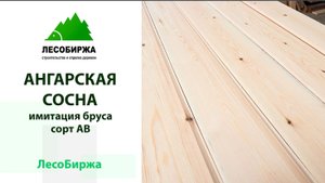 Природные качества нашей сибирячки - сильнее сортности. О ангарской сосне...