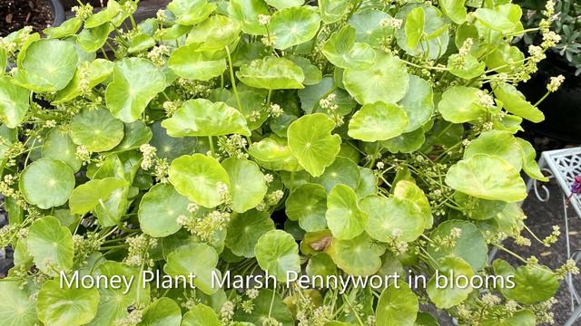 Garden Tour, Planters - August 20 смотреть онлайн