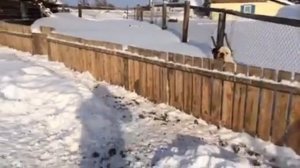 Кабаны и американский бульдог Гранд