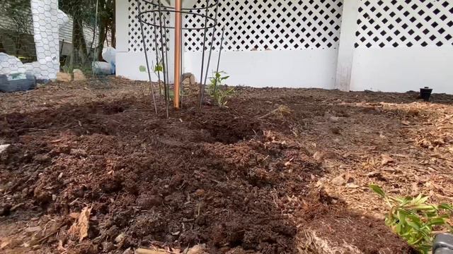 Planting clematis, gaura, winter sown strawflower, and sea thrift смотреть онлайн