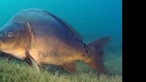 ГДЕ ИСКАТЬ КАРПА ВЕСНОЙ,карп в марте,Карп в апреле,рыбалка.карась весной