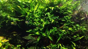 Тетра элахис Тростниковая тетра / Hyphessobrycon elachys