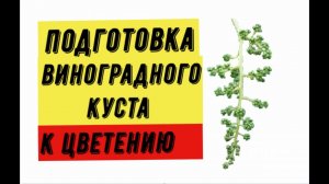 Подготовка виноградного куста к цветению. Виноградник Вадима Точилина