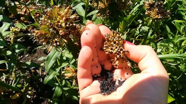 Собираю семена Турецкой Гвоздики. смотреть онлайн
