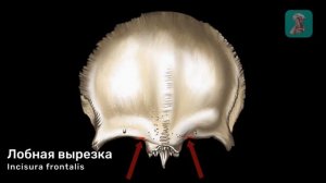 Лобная кость