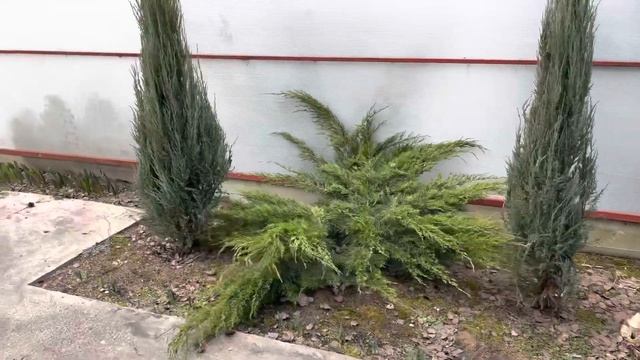 Моя любимая дача 19 апреля 2022❤️Открываю растения. Состояние растений после зимы. Посадила лилии❤️ смотреть онлайн