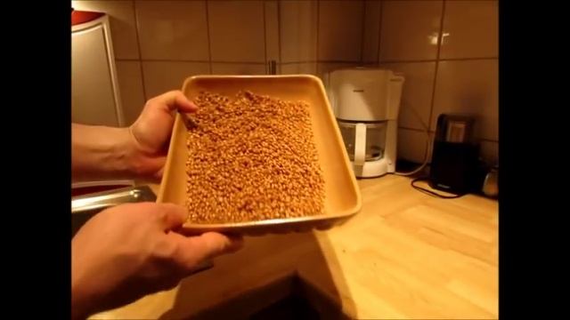 Самый простой и быстрый способ прорастить пшеницу