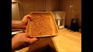 Самый простой и быстрый способ прорастить пшеницу