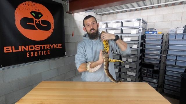 BALL PYTHON MORPH GENETICS for DUMMIES - Co-Dominant & Dominant Genes