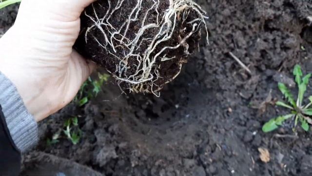ФРЕЗИЯ. ПОСАДКА ОТ ЛУКОВИЦЫ ДО ЦВЕТЕНИЯ