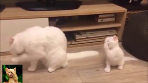 Приколы с кошками и котами #26. Подборка смешных и интересных видео с котиками и кошечками 2017