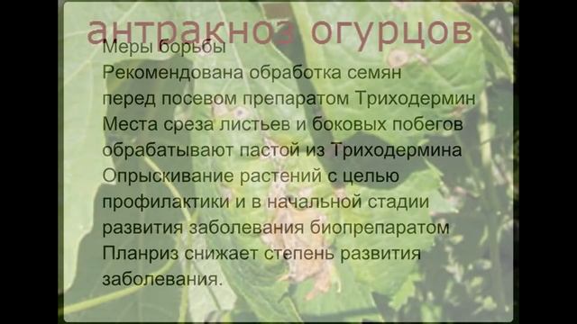 Желтеют листья огурцов болезни и вредители