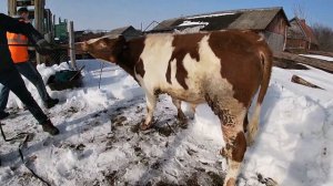 ЗАБОЙ БЫКА