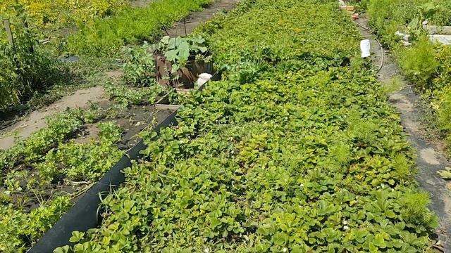 первый урожай помидор разноцветная смородина и птицы поклевали урожай смотреть онлайн