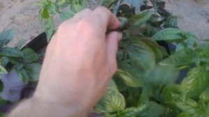 Базилик в горшке_клумба #GrowNic на 100л