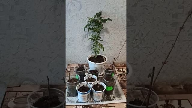 Отчет об укоренении саженцев на подоконнике