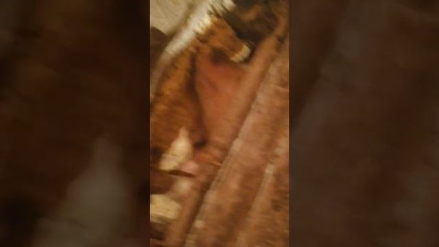 Думаем как будем перевазить поросят в деревню вить в поросятах больше 100 кг смотреть онлайн