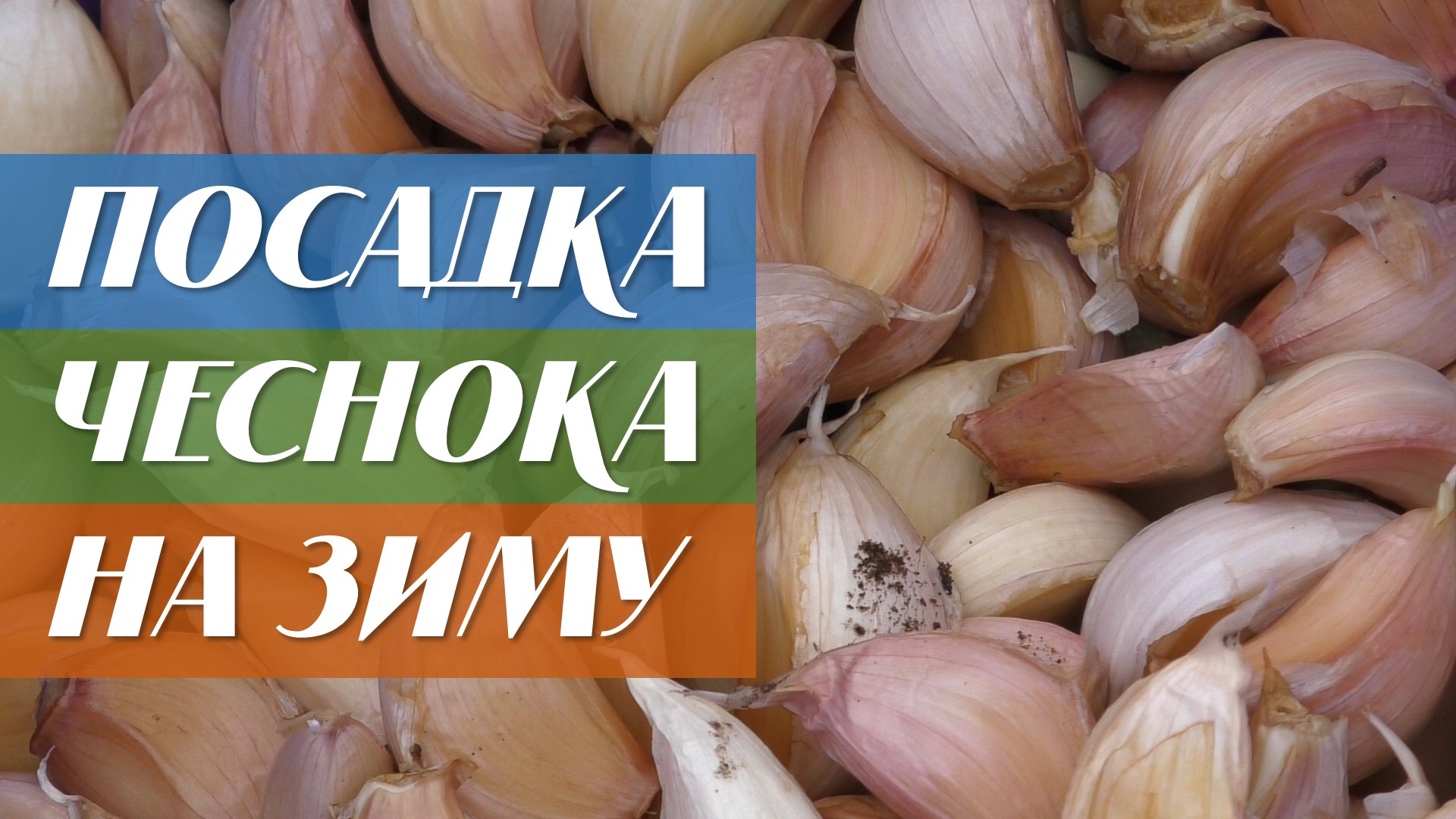 Посадка чеснока на зиму смотреть онлайн