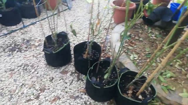 Плодородие небольшого огорода Органическое земледелие Испания
