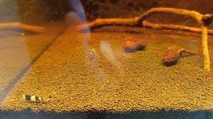 Почему умирают гибнут креветки в аквариуме? Массовый падёж креветок. Что делать, как и чем лечить?