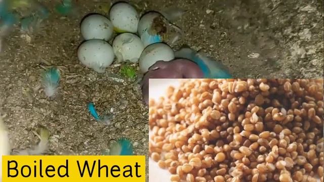 Bird Ne Egg De Diye Ab Kya Khilaye | ChicksKi Achi Health Ke Liye | Perfect Diet for Breeding