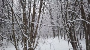 WINTER FOREST LIVE NATURE VIDEO AND MUSIC | ЗИМНИЙ ЛЕС ВОЛШЕБНАЯ МУЗЫКА И АТМОСФЕРА