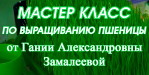 Гания Александровна Замалеева "Мастер класс по выращиванию пшеницы" (Видео 85)