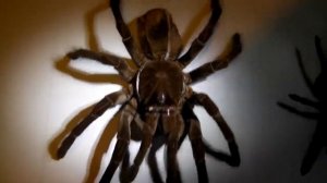 Самые большие поуки