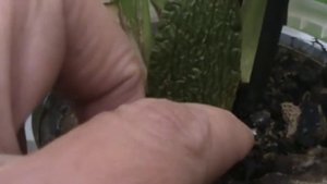 Орхидея Камбрия без корней. Дополнение.