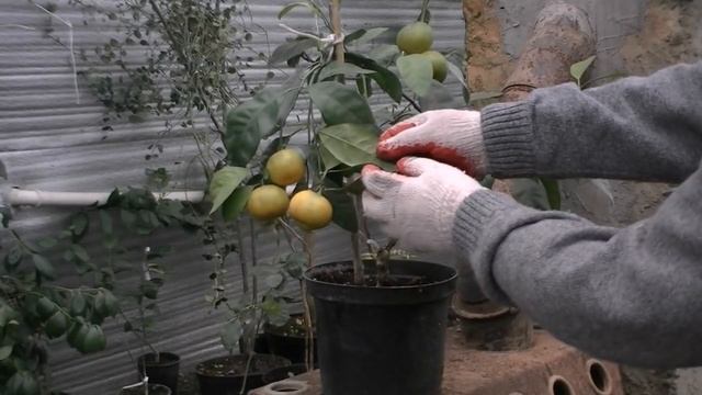 Мандарин сорт Ковано Васе, первое плодоношение. смотреть онлайн