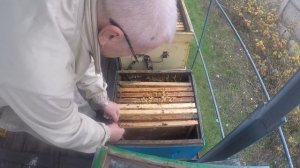 Осенние работы на пасеке в ноябре Осмотр пчёл в ноябре