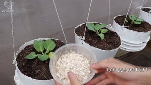 Капуста в ведрах растет лучше, чем в грунте