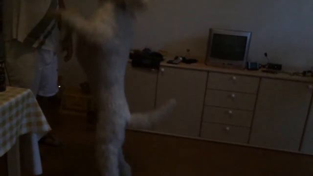 Большой пудель ч1 смотреть онлайн