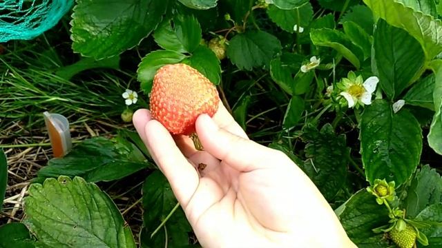 КРАПО-10, ФЛОРИДА БЬЮТИ, ВИВАРА сорта клубники НСД/как меняется вкус за сезон/клубника в Подмосковь смотреть онлайн