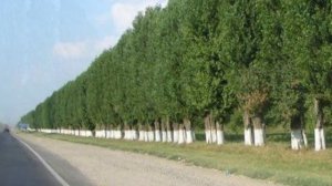 ЗАЧЕМ В СССР ВЕЗДЕ САЖАЛИ ТОПОЛЯ?