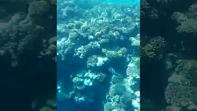 красное море,район набк