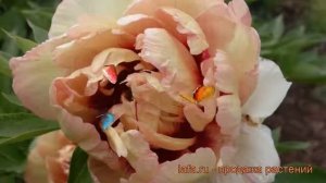 Пион ито Кэллис Меморис (paeonia itoh) ? обзор: как сажать, рассада пиона Кэллис Меморис