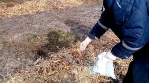 Голубика.Весенняя супер подкормка для голубики