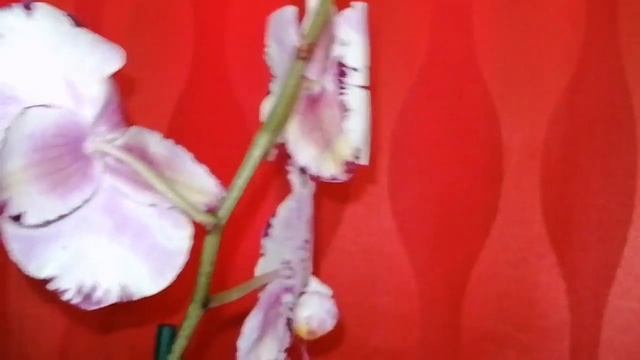 Орхоновости с завоза орхидей в Леруа Мерлен город Новокузнецк. 9.06.20. Купила орхидеи мечты!