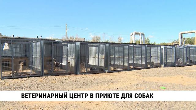 Ветеринарный центр в приюте для собак строят в Хабаровске