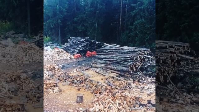 Берёза, ольха, осина лучшего качества в лен. обл. смотреть онлайн