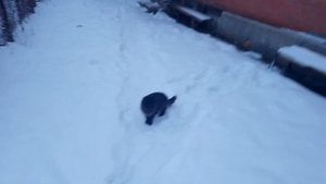 черный сибирский кот ходит по снегу