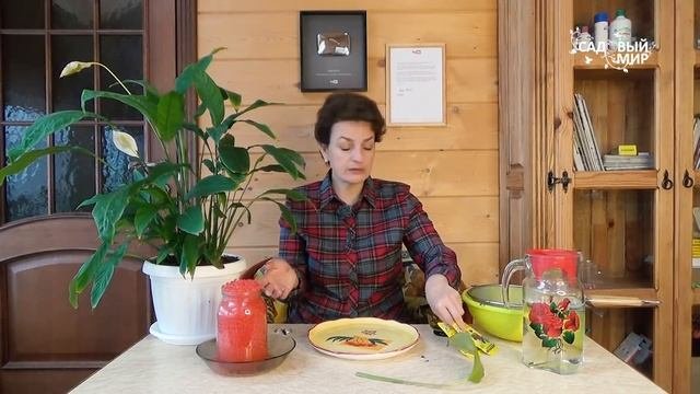 Сохнут кончики листьев   Как применять гидрогель для растений؟