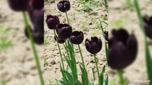 Черные тюльпаны))) поздние))) #тюльпаны#тюльпанычерные