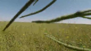 Выращивание озимого рапса.  No-till 18.05.2018. Состояние рапса на сегодня